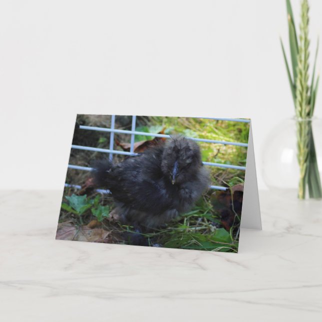 A Baby Silkie Kort (Framsida)