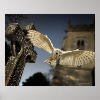 A Barn Uggla (Tyto alba) på en kyrkogård i norr Poster