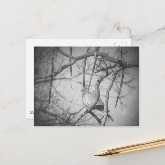 A beautiful Dove Black and White Vykort (Fram/Back In Situ)