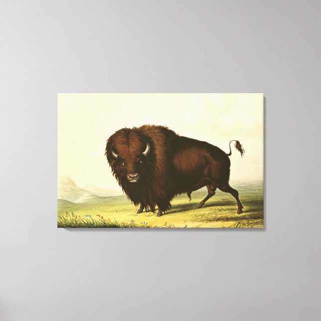 A Bison, 1832 Canvastryck (Framsida)