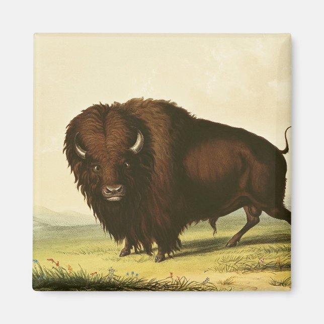 A Bison, 1832 Magnet (Framsidan)