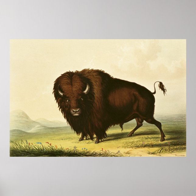A Bison, 1832 Poster (Framsidan)