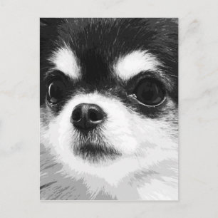 A Black and white Chihuahua Vykort