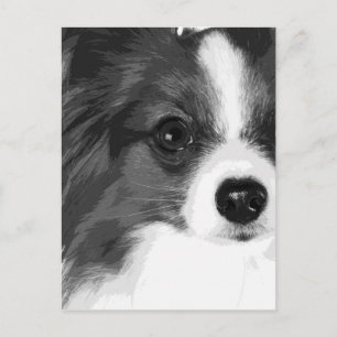 A Black and white Papillon Vykort