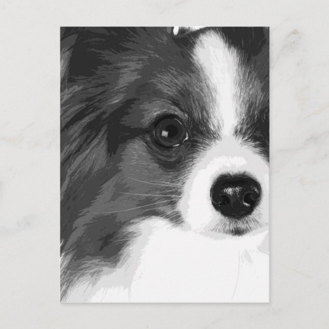 A Black and white Papillon Vykort (Framsida)
