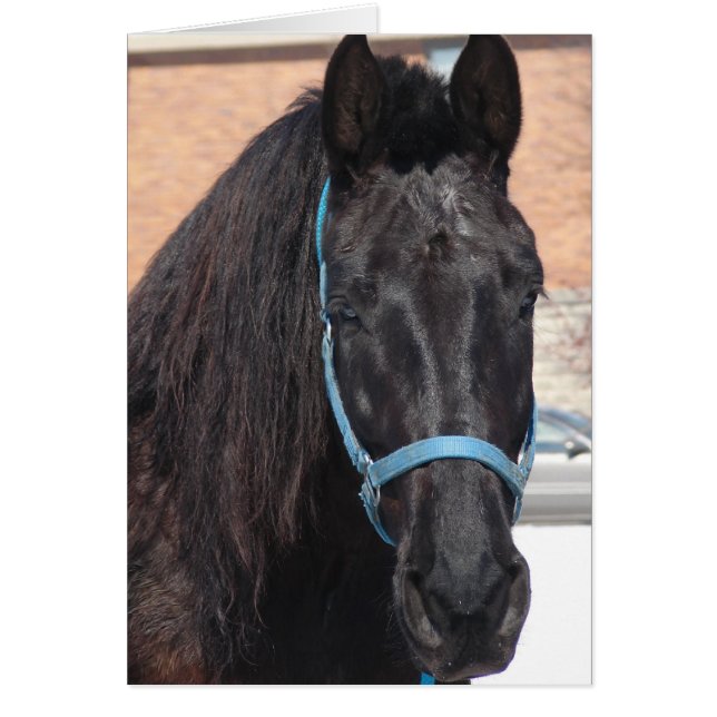 A Black Beauty Hälsningskort (Framsidan)