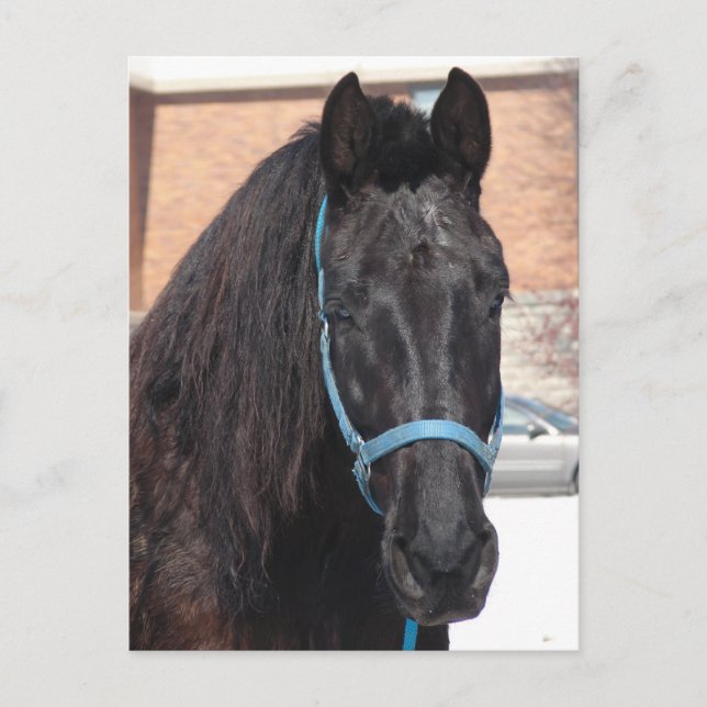 A Black Beauty Vykort (Framsida)