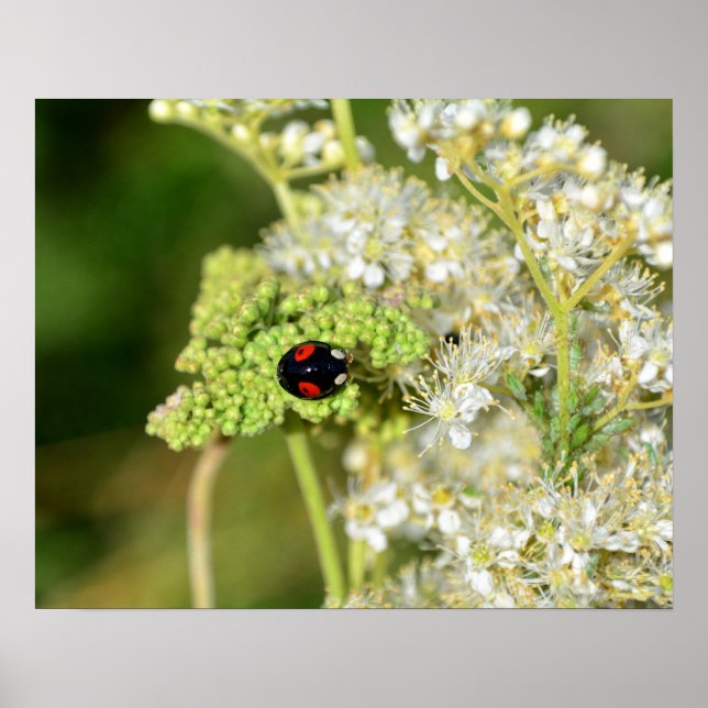 A black ladybug with red spots  poster (Framsidan)
