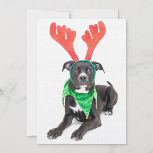 A black-white Labrador Retriever/Pit Bull (Framsida)