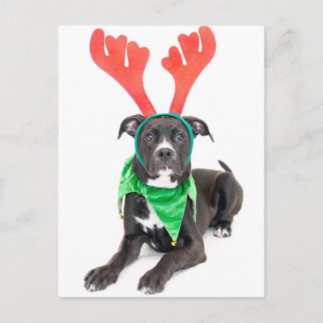 A black-white Labrador Retriever/Pit Bull Vykort (Framsida)