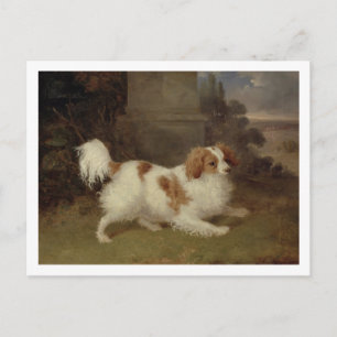 A Blenheim Spain, c.1820-30 (olja på canvas) Vykort