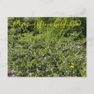 A Blooming California: Blue Blommars Vykort