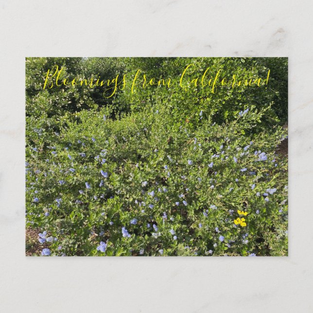 A Blooming California: Blue Blommars Vykort (Framsida)