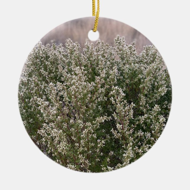 A Blooming California: Coyote Bush Julgransprydnad Keramik (Framsidan)