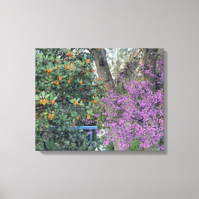 A Blooming California: Davis Guld & Western Redbud Canvastryck (Framsida)