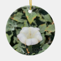 A Blooming California: Helig Datura