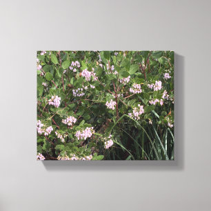 A Blooming California: Manzanita (Arctostaphylos) Canvastryck