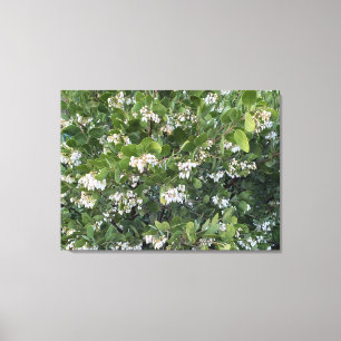 A Blooming California: Manzanita Dr Hurd Canvastryck