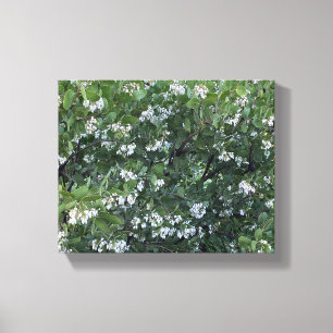A Blooming California: Manzanita Dr Hurd Canvastryck