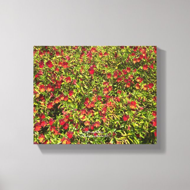 A Blooming California: Mimulus 'Red' Canvastryck (Framsida)