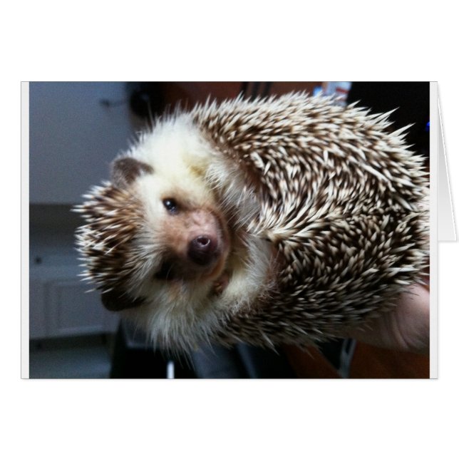 A BOLL i SPIKET Hälsningskort (Framsidan Horizontal)