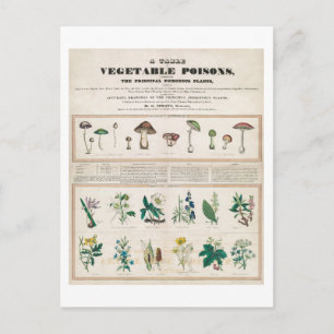 A Bord i Vegetabiliska Poisons Vintage affisch Vykort