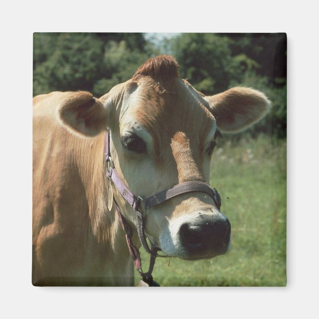 A Brown Jersey Cow i sommarskugga Magnet (Framsidan)