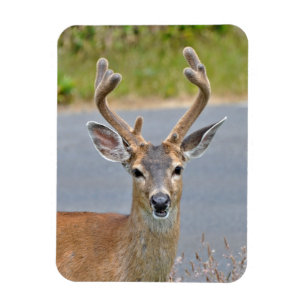 A Buck Mule Hjort Magnet