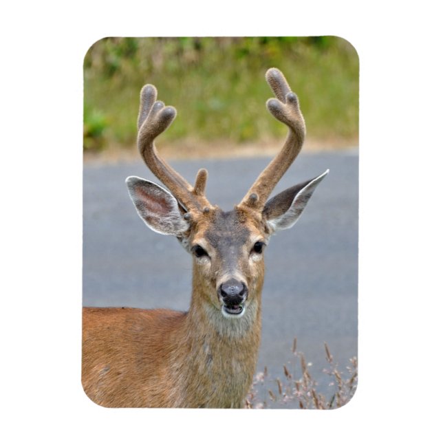 A Buck Mule Hjort Magnet (Vertikal)