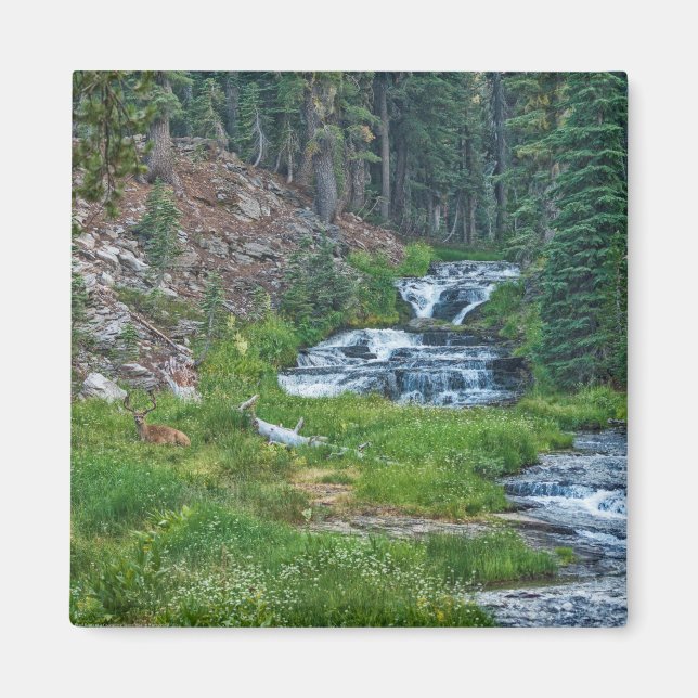 A Buck Rests vid Cascading River Magnet (Framsidan)