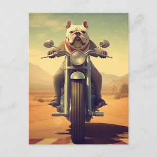 A Bulldog Riding a Motorcycle in the Desert Vykort