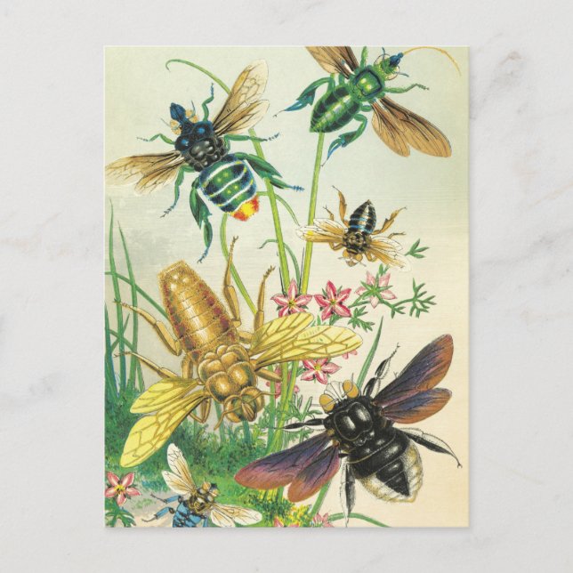 A Buzz Vackra Bees-vykort Vykort (Framsida)