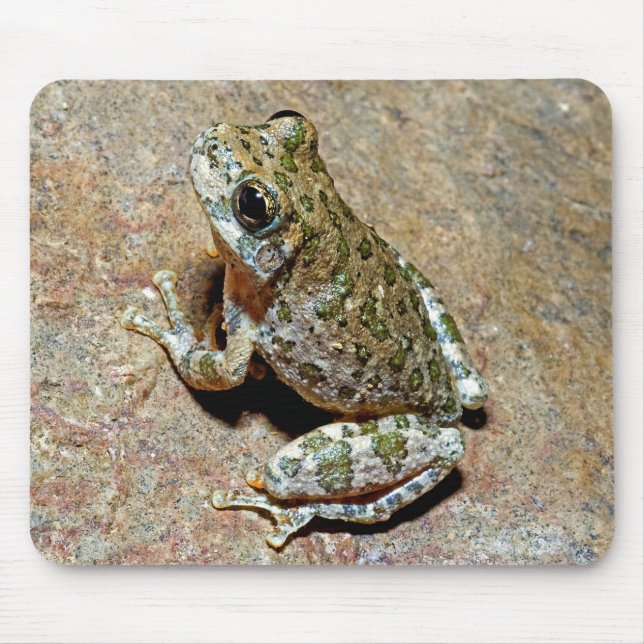 A Canyon Treefrog Musmatta (Framsidan)