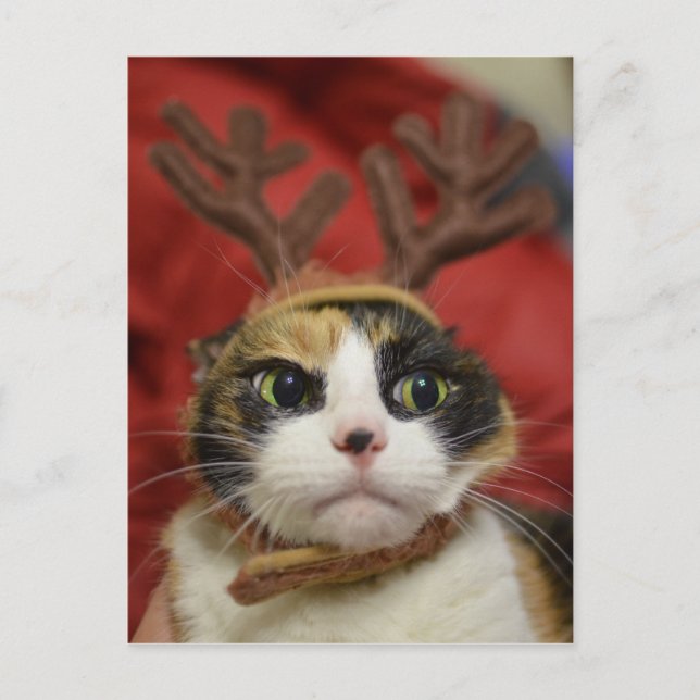 A cat wearing reindeer antlers vykort (Framsida)