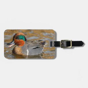A Chatty Grönt-Winged Teal Anka vid dammen Bagagebricka