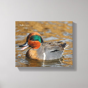 A Chatty Grönt-Winged Teal Anka vid dammen Canvastryck