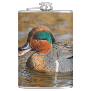 A Chatty Grönt-Winged Teal Anka vid dammen Fickplunta