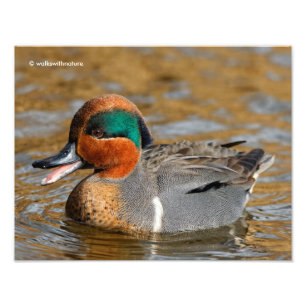 A Chatty Grönt-Winged Teal Anka vid dammen Fototryck
