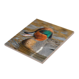 A Chatty Grönt-Winged Teal Anka vid dammen Kakelplatta