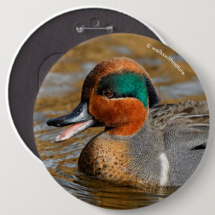 A Chatty Grönt-Winged Teal Anka vid dammen Knapp