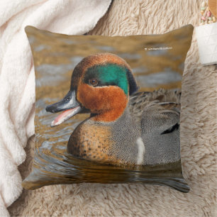 A Chatty Grönt-Winged Teal Anka vid dammen Kudde