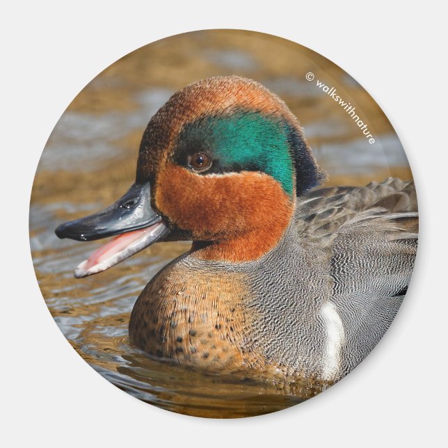 A Chatty Grönt-Winged Teal Anka vid dammen Magnet (Framsidan)