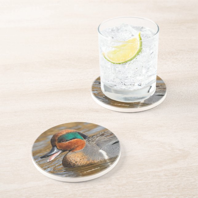 A Chatty Grönt-Winged Teal Anka vid dammen Underlägg (Sidan)