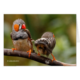 A Cheeky Pair of Zebra Finches Hälsningskort