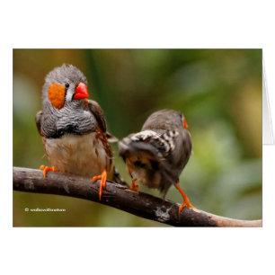 A Cheeky Pair of Zebra Finches Hälsningskort