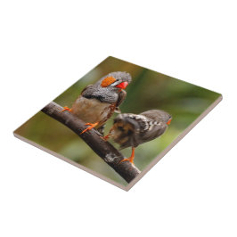 A Cheeky Pair of Zebra Finches Kakelplatta