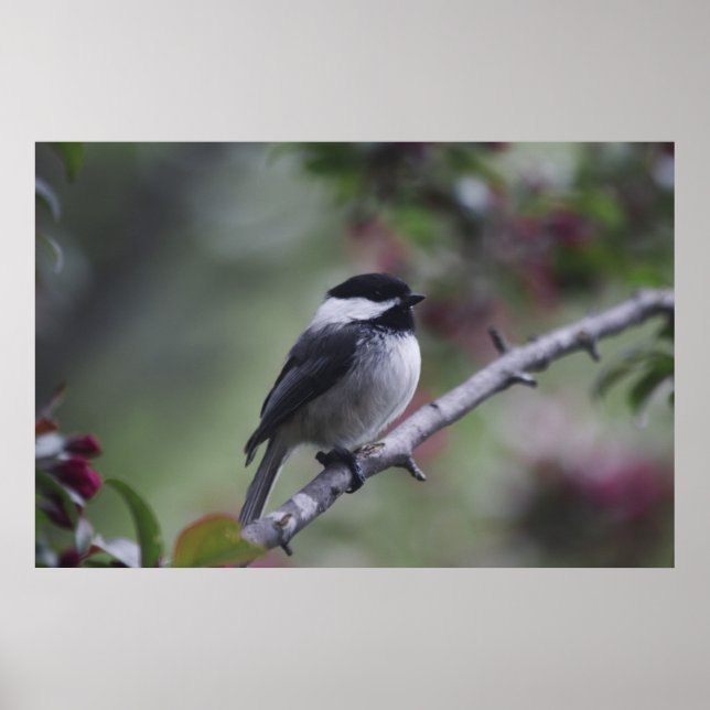 A Chickadee Poster (Framsidan)