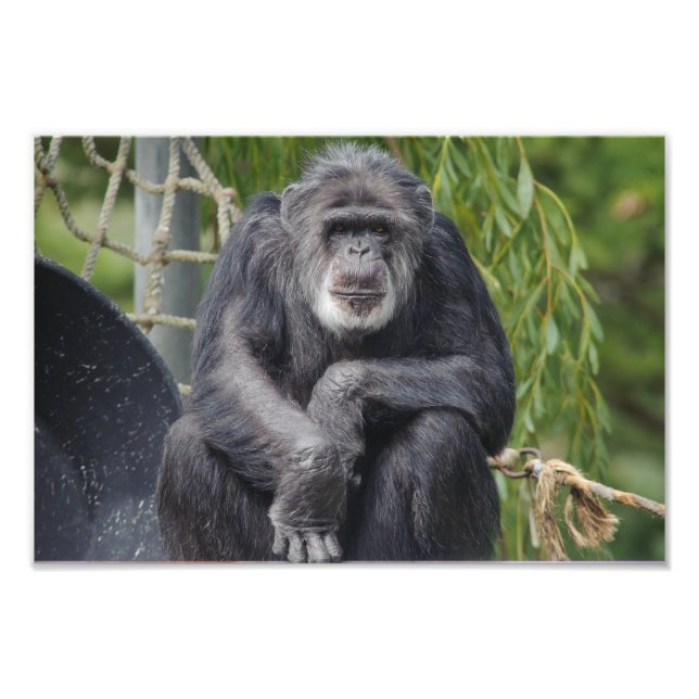 A Chimpanzee Sitta och Staring Photo Fototryck (Framsidan)