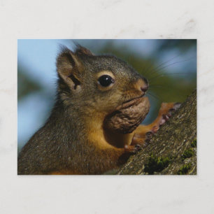 A Chipmunks statueringar Vykort
