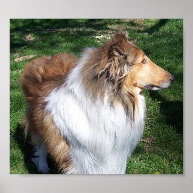 A COLLIE POSTER (Framsidan)